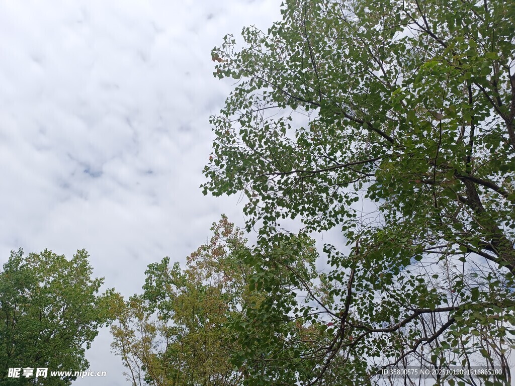 秋日树梢与天空景色