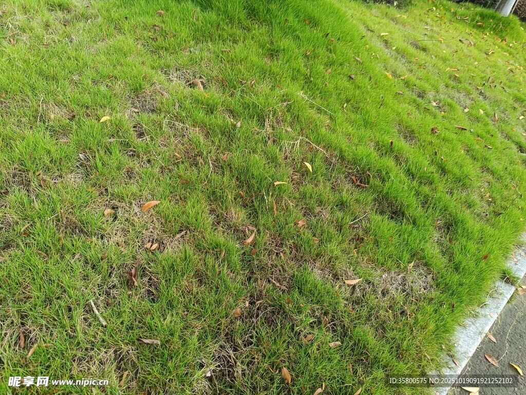 翠绿草地近景