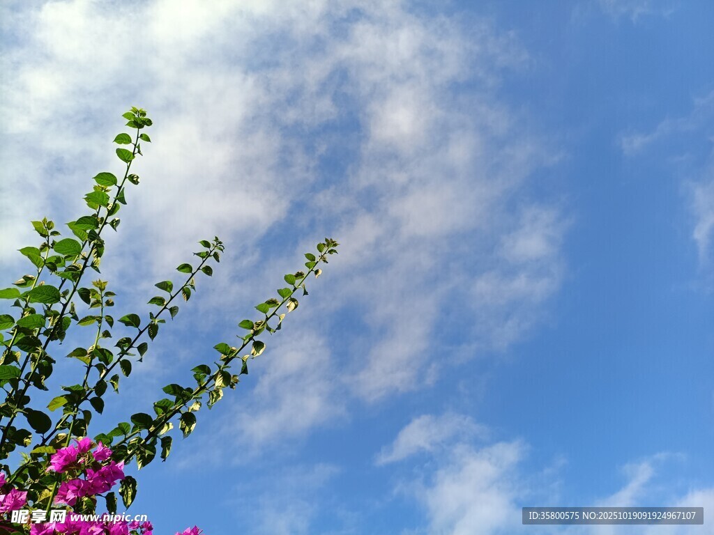 蓝天繁花 