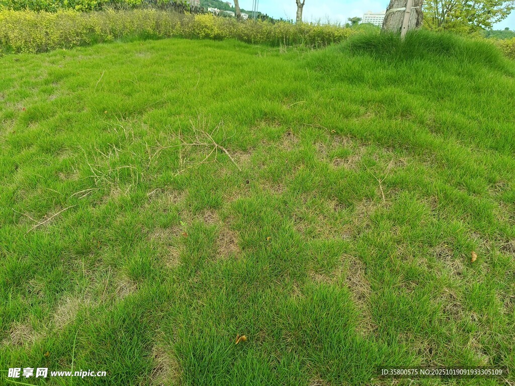 翠绿草地