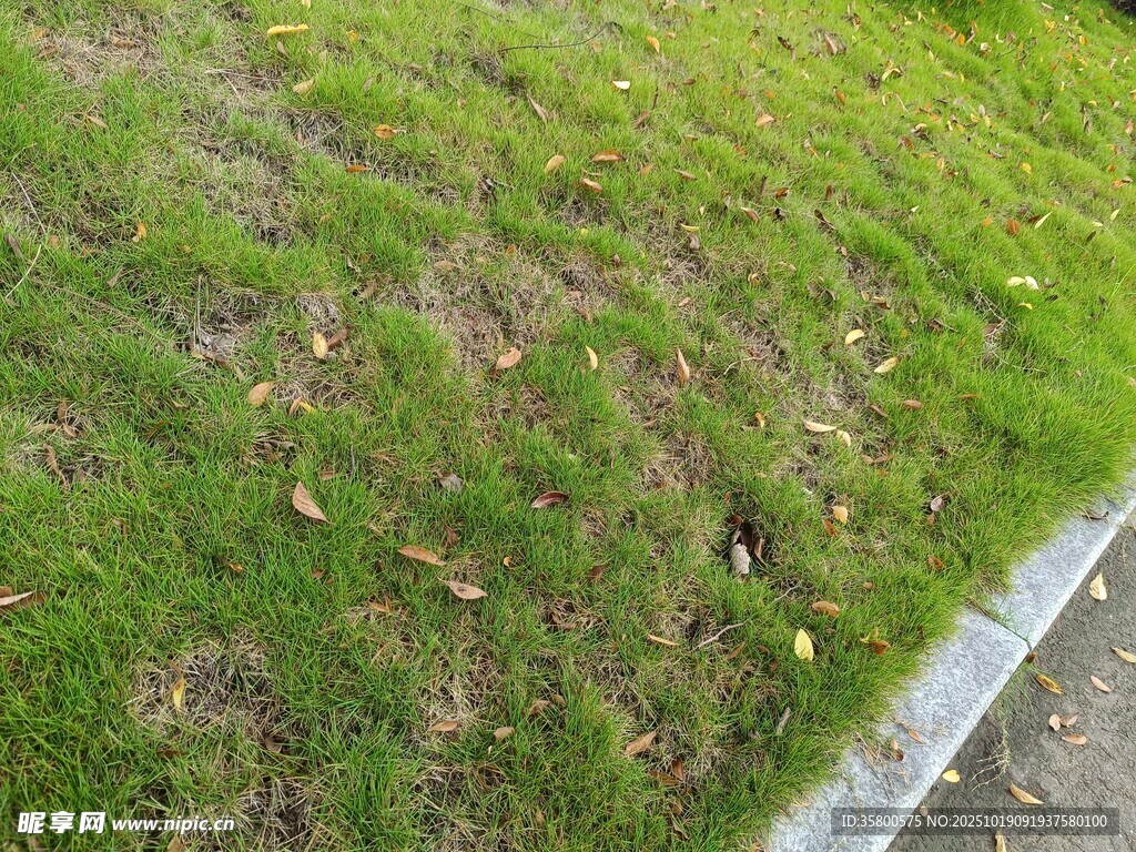 路边翠绿草地局部景象