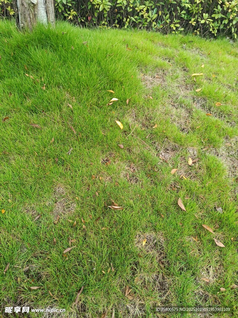 翠绿草地