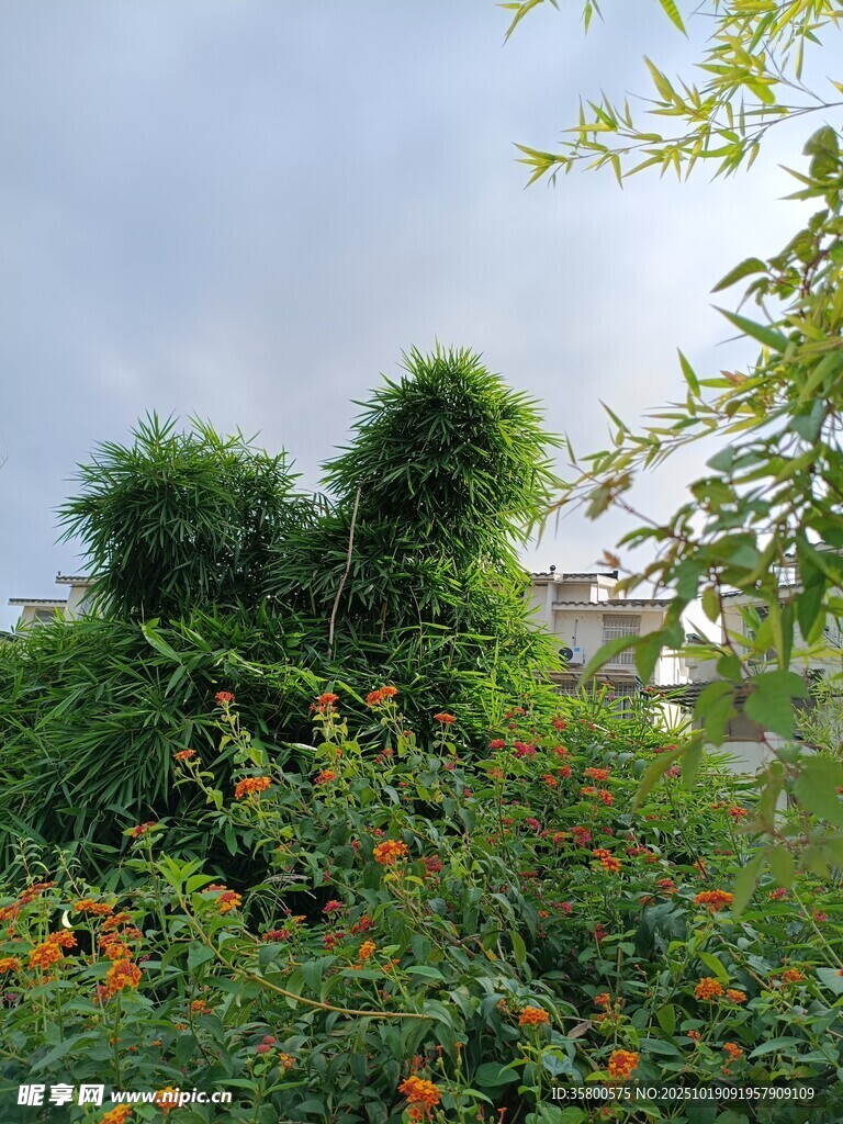 繁茂绿植间的多彩花卉