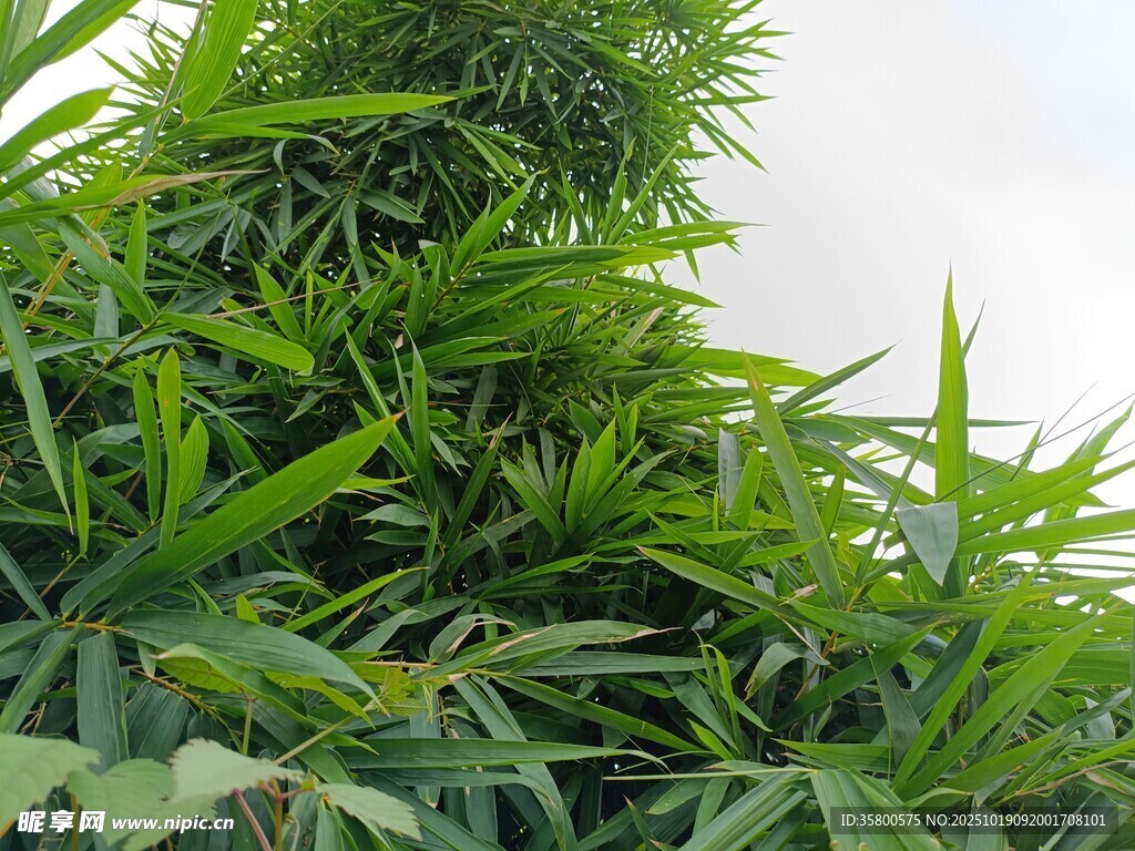 翠绿竹林景致