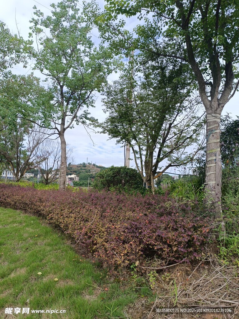 户外绿植环绕的景致