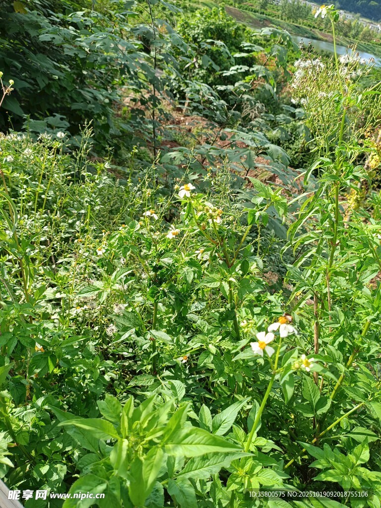野外繁茂绿植景观