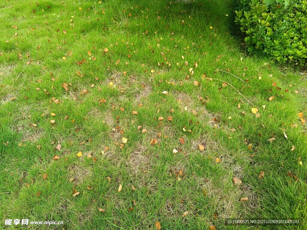 绿意盎然的草地场景