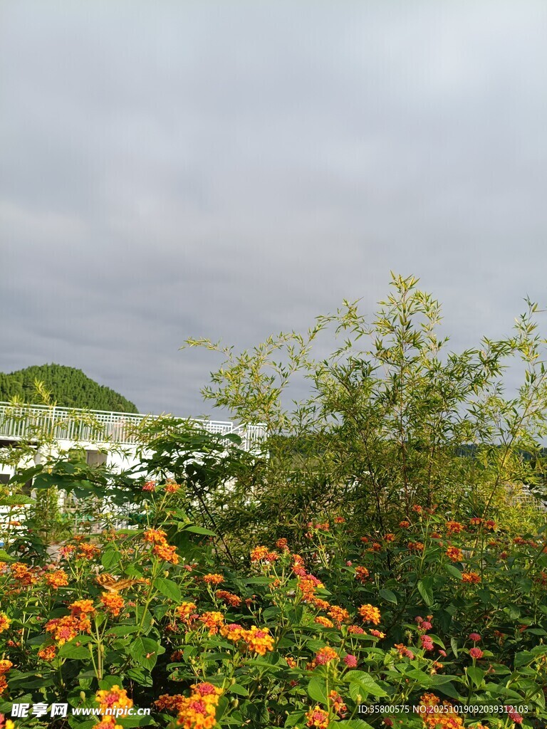 山间繁花与葱郁绿植景观