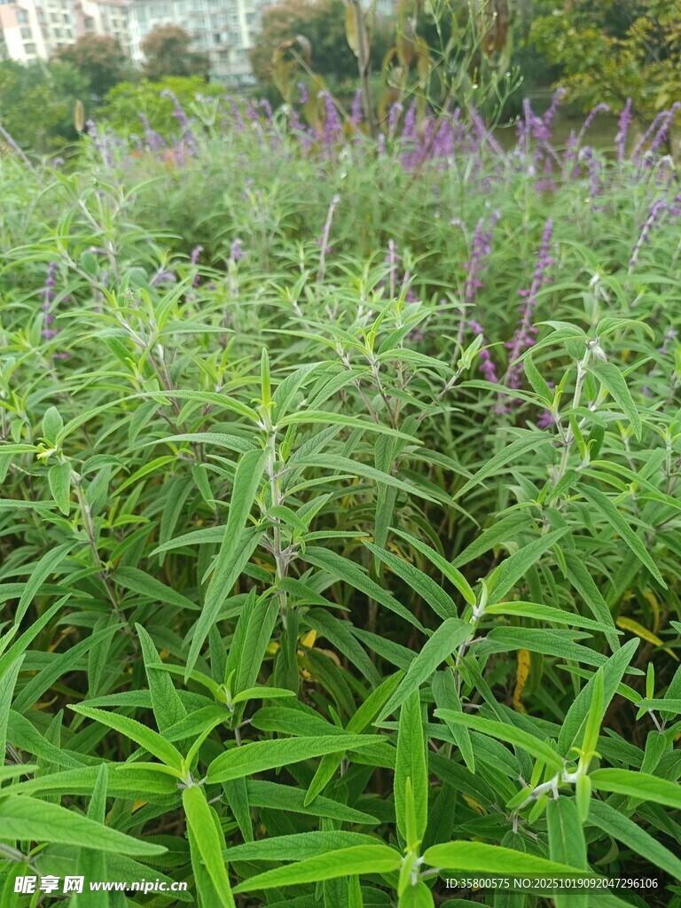 翠绿繁茂的野生植物景观