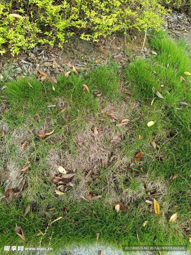 地面绿植与落叶景象