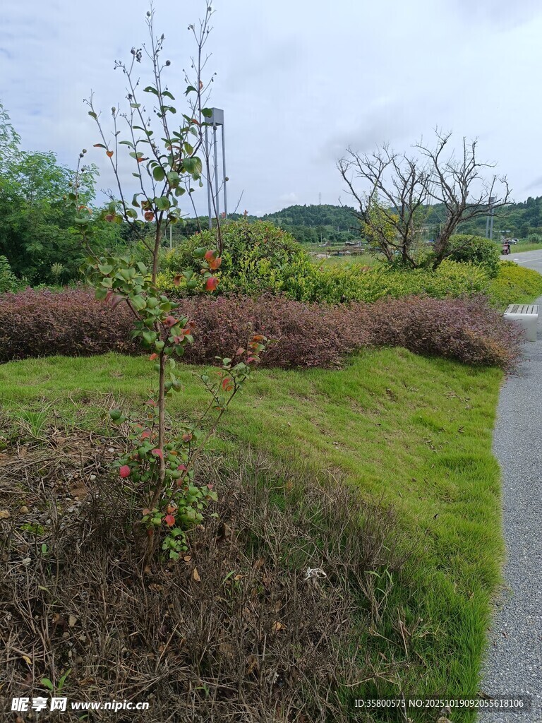 雨中的园林小径景观