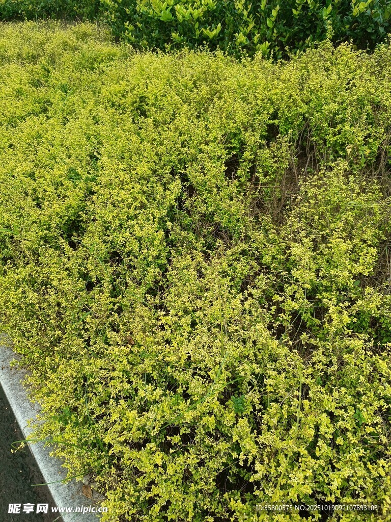 翠绿繁茂的低矮植物景观