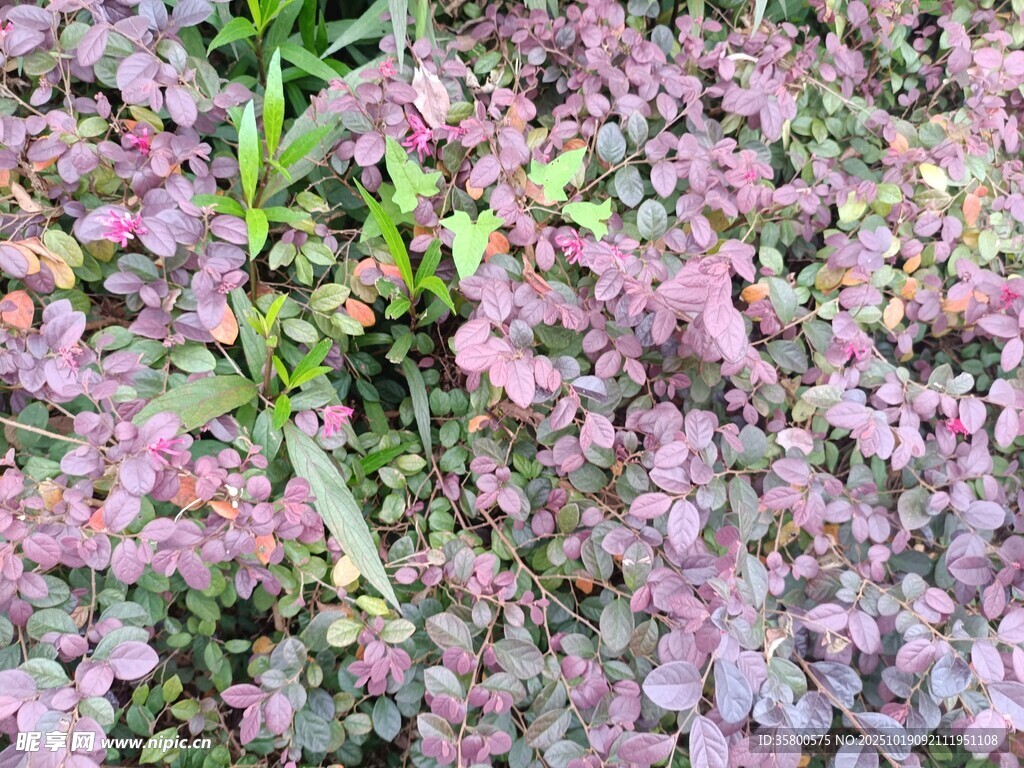 粉色繁茂植物景观