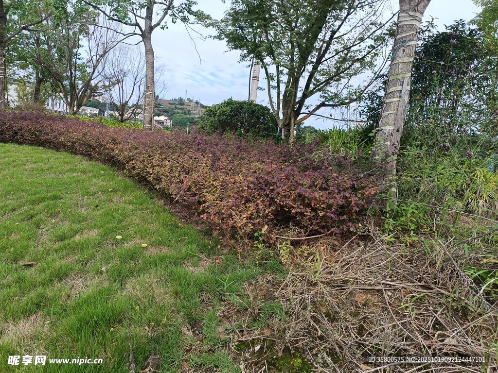 路边绿植景观