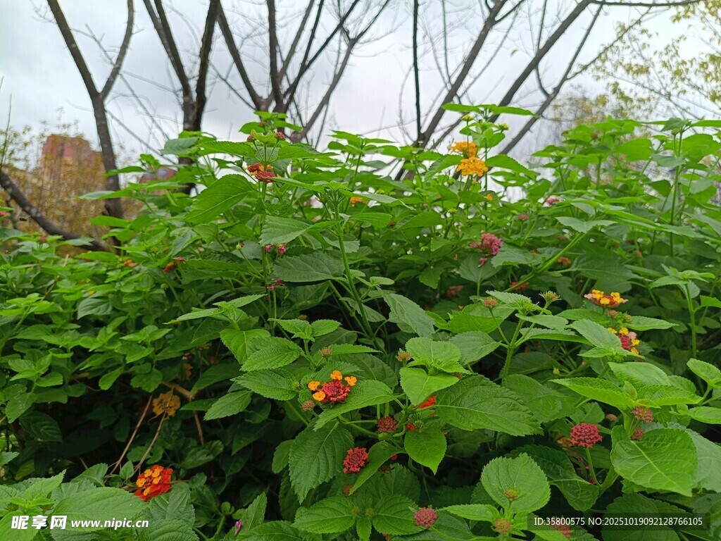 绿叶间的鲜艳小红花