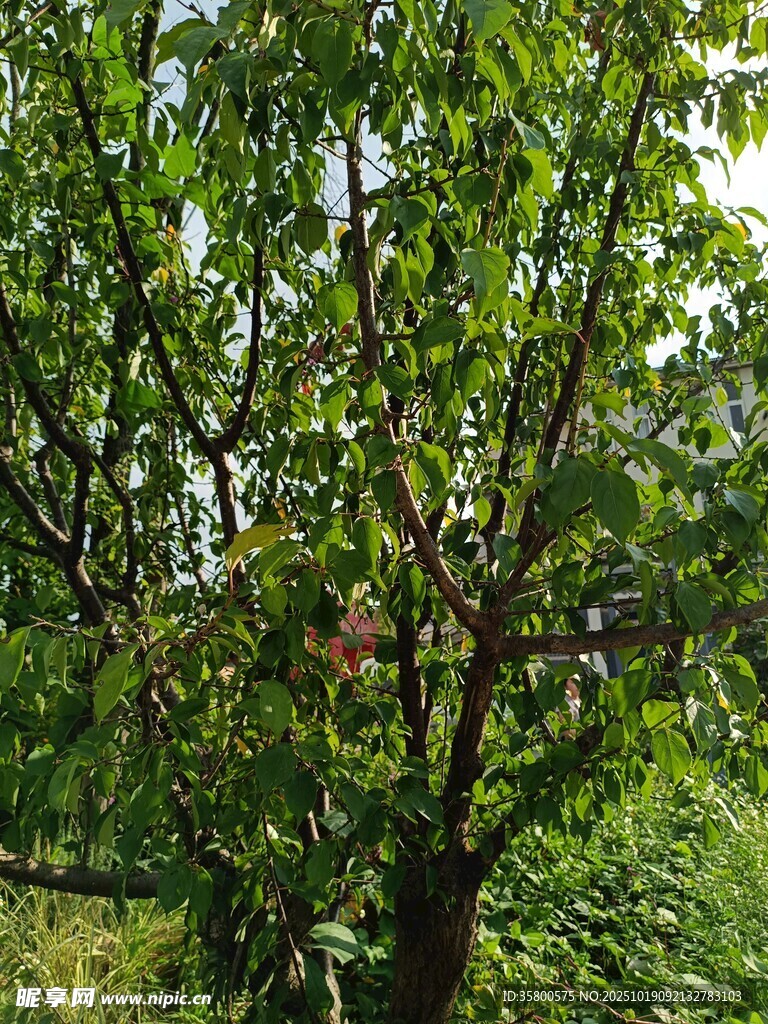 繁茂绿树 