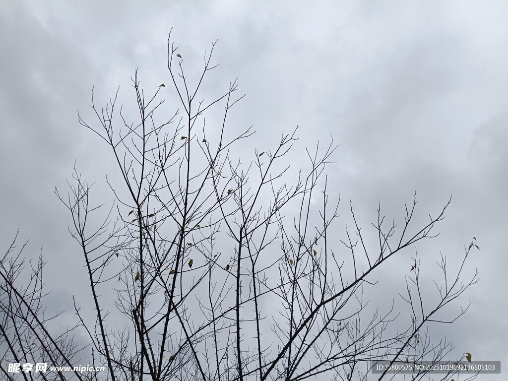 冬日枯树 