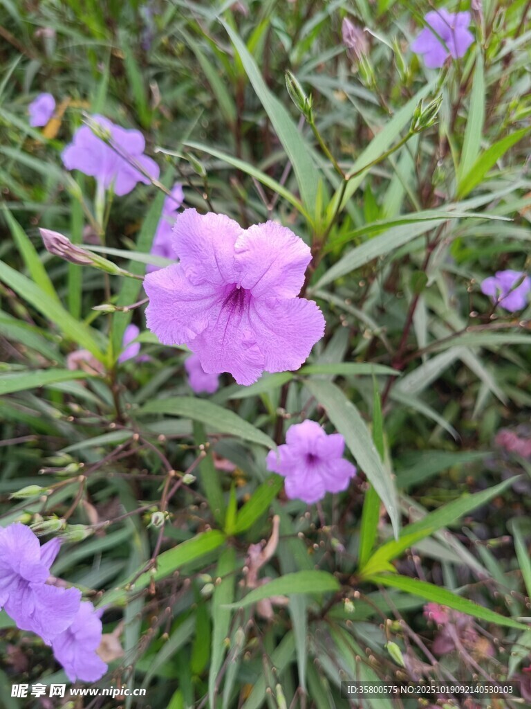 紫色小花绽放于草丛间