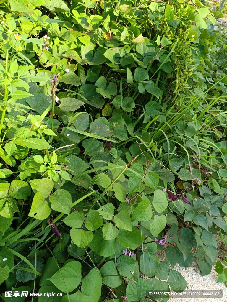 绿意盎然的丛生植物