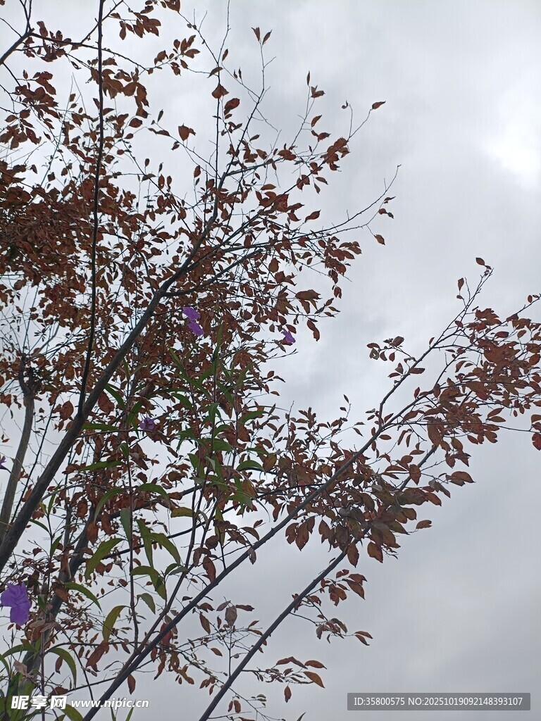 枝头红叶映灰白天空