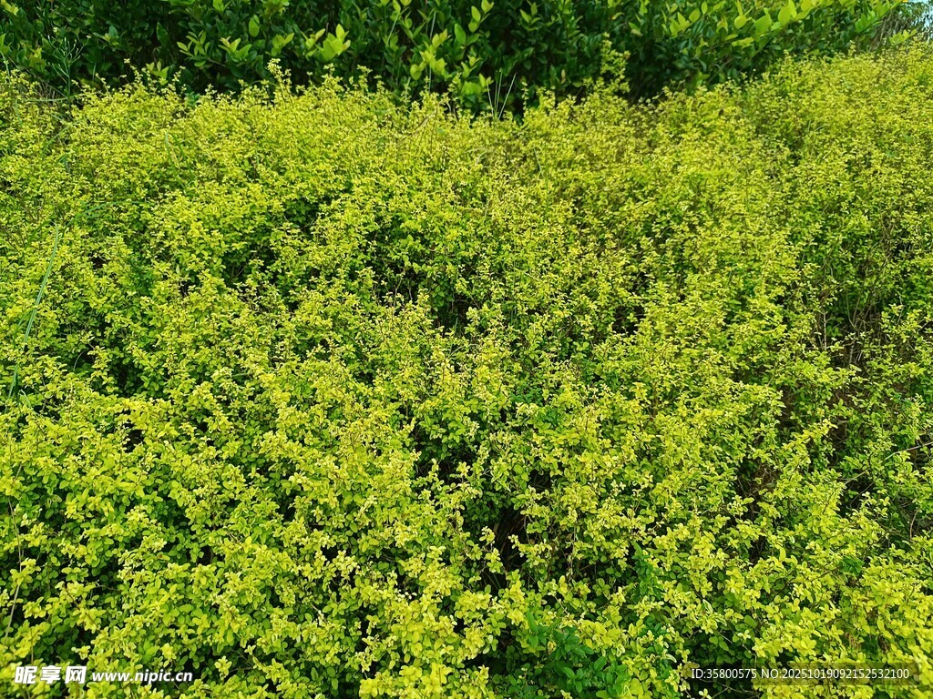 翠绿繁茂的灌木丛景观