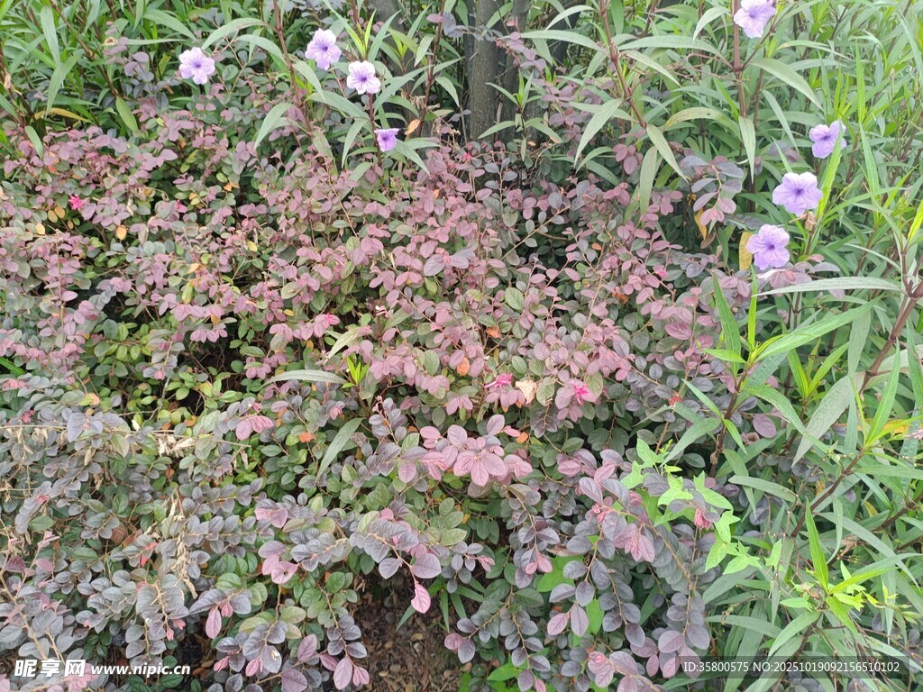 多彩植物丛中的紫色小花