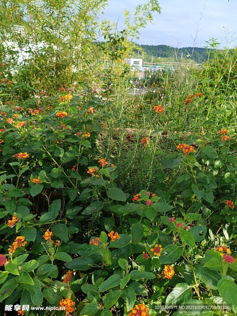 野外繁茂的橙色花朵植物