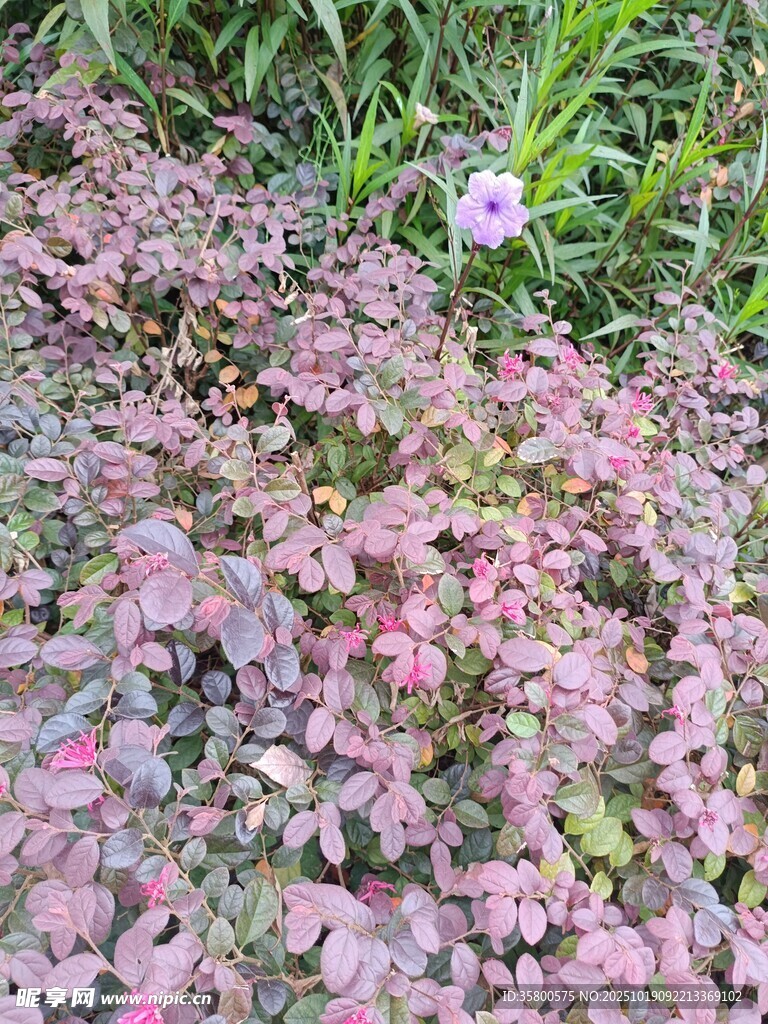 粉色繁茂植物景观