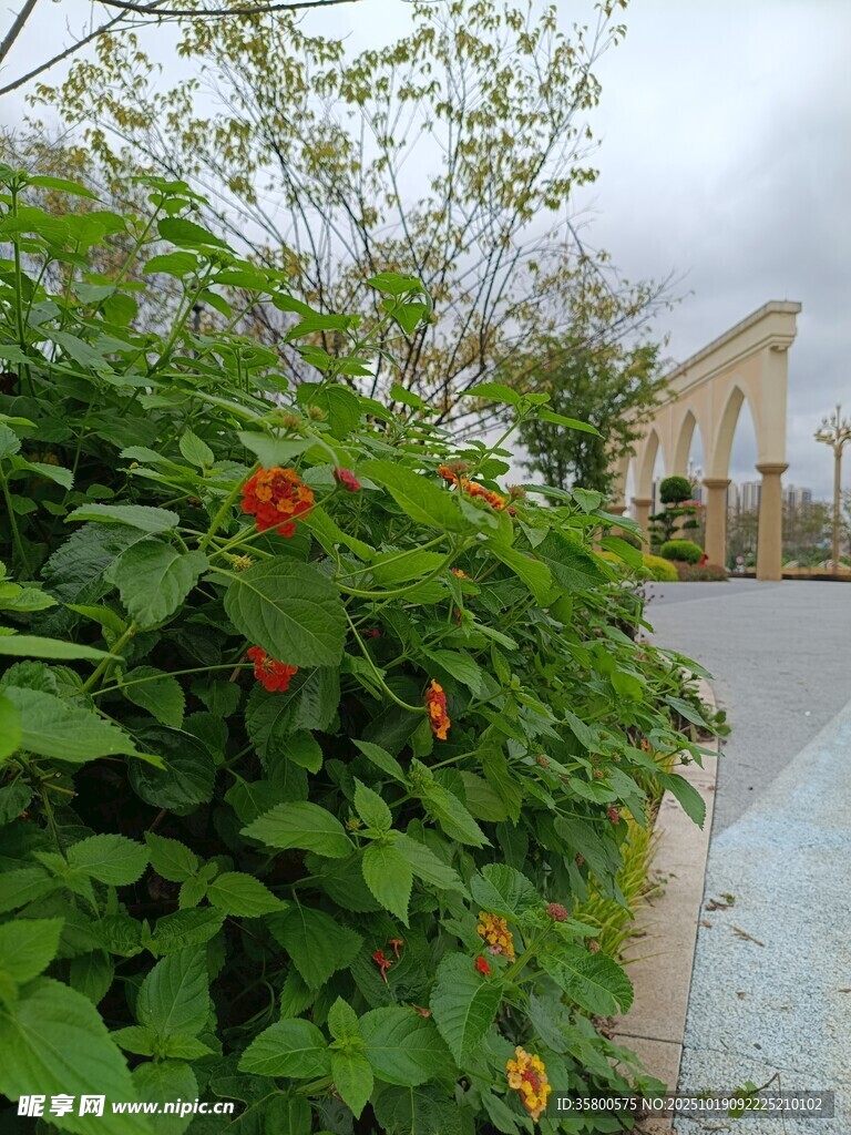 路边绿植与远处建筑景观
