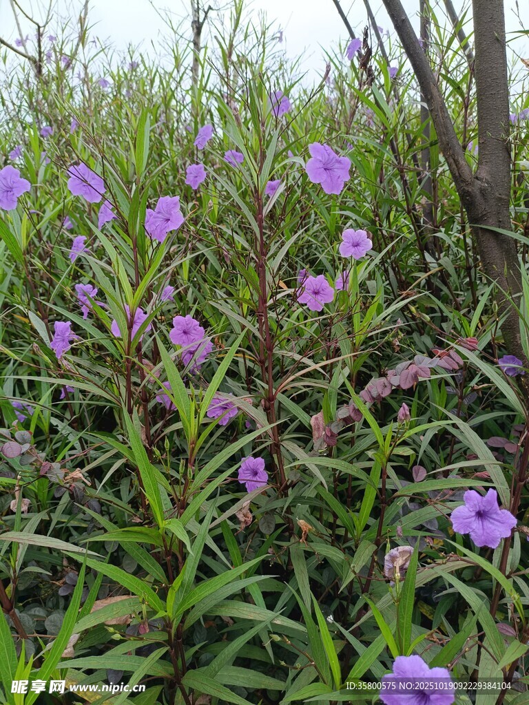 草丛中的紫色小花绽放