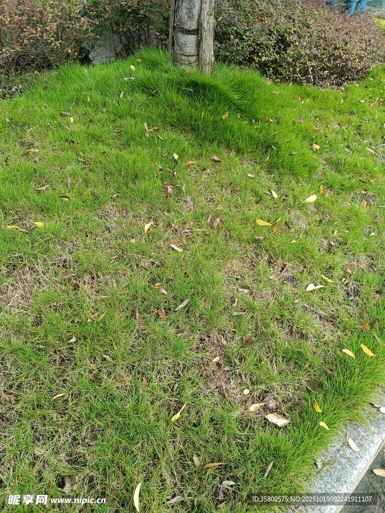路边绿意盎然的草地