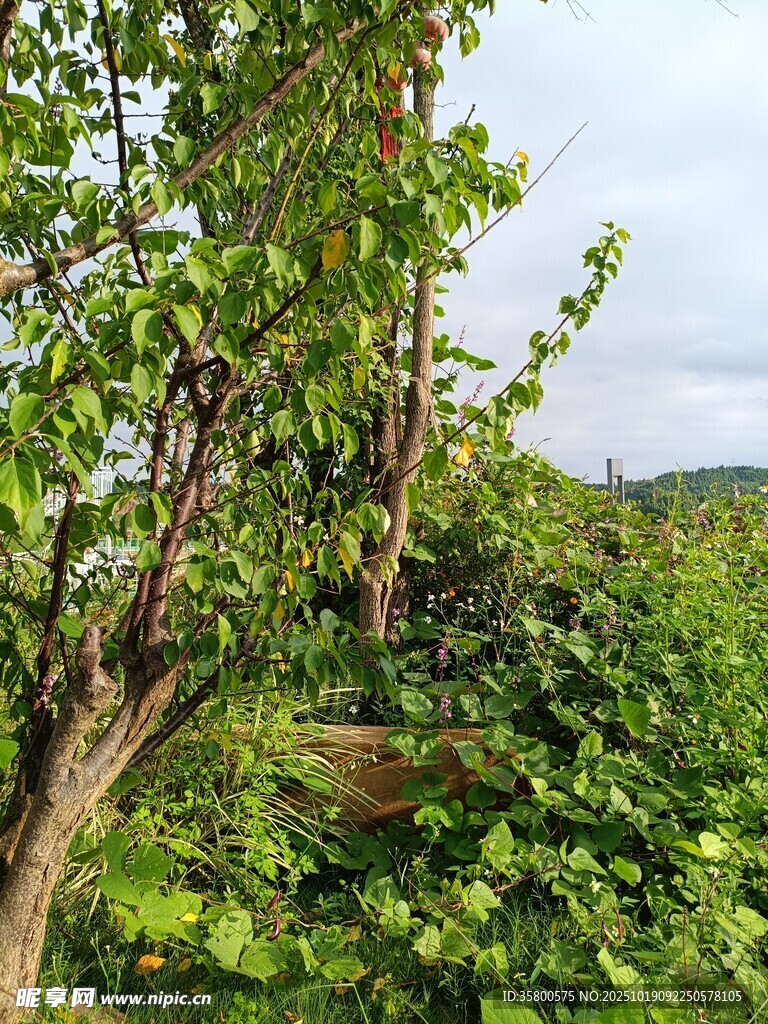 繁茂藤蔓缠绕枯木景观