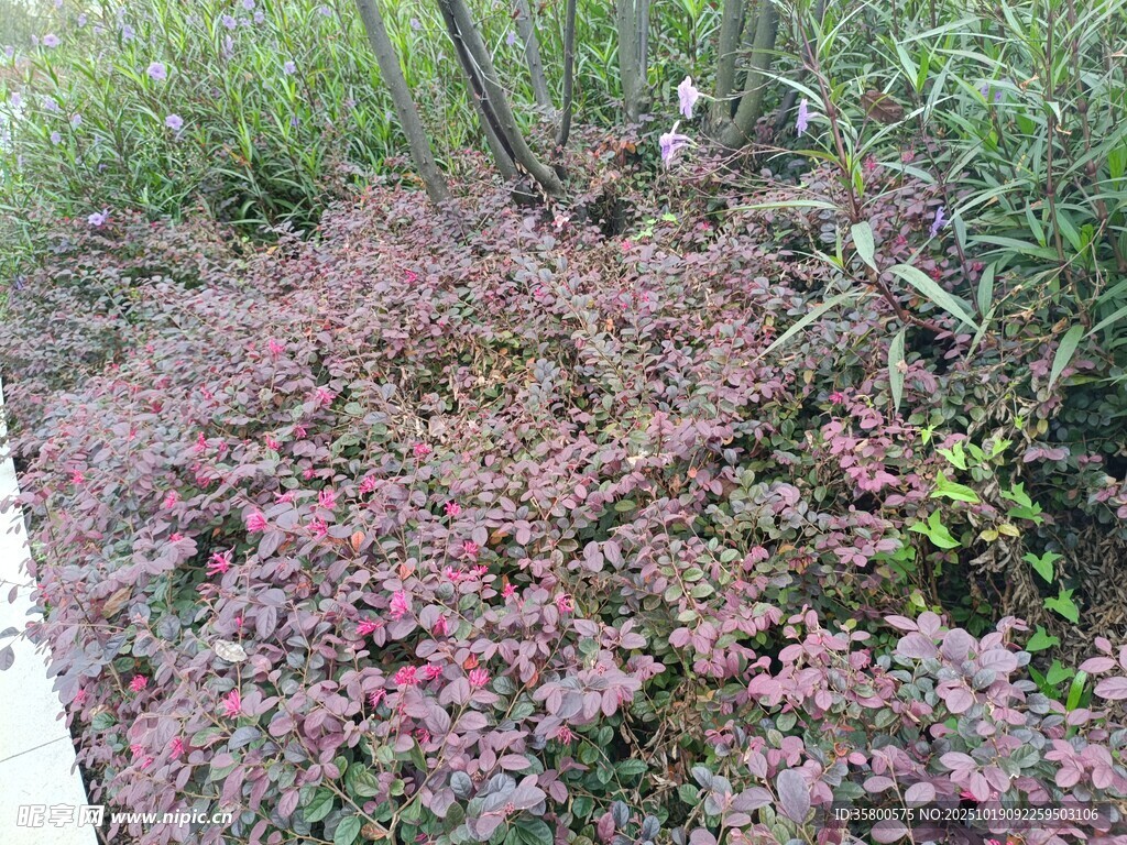 粉色花卉与绿植景观