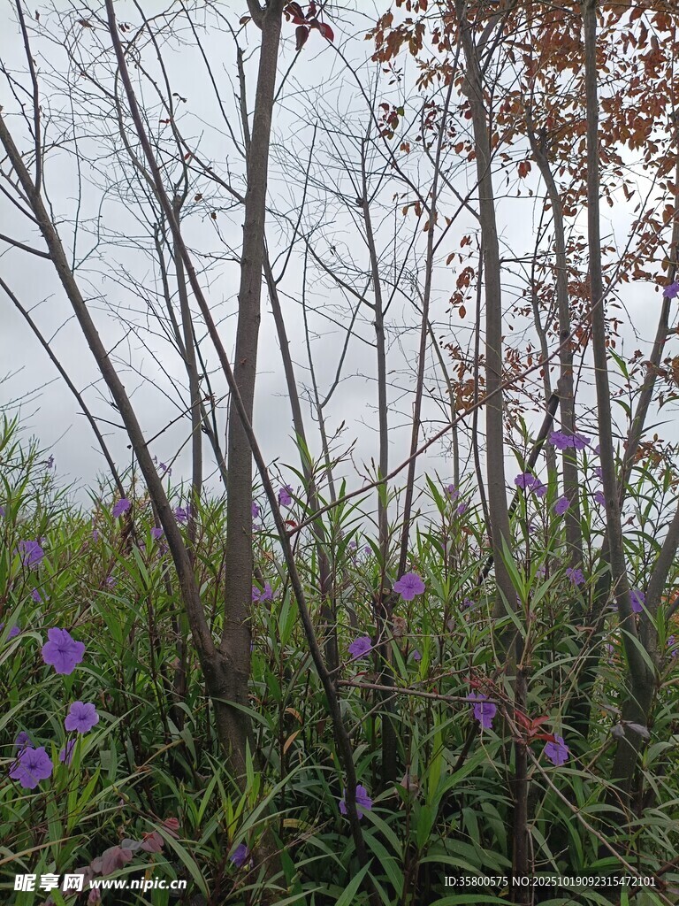 湖畔枯木旁的紫色小花
