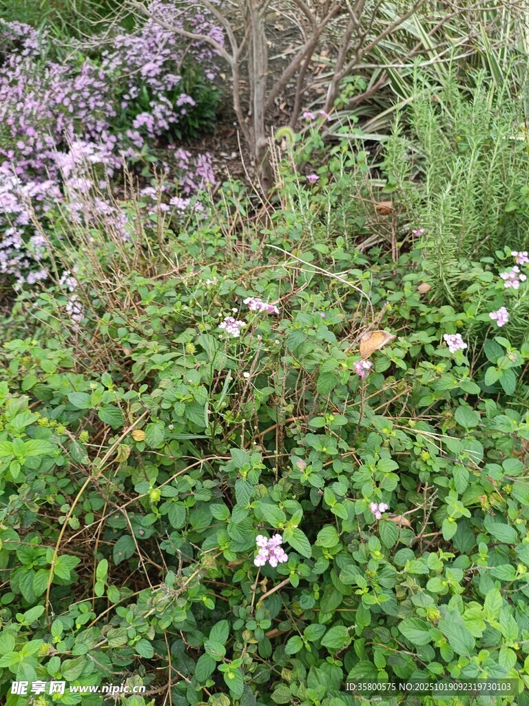 繁茂绿植中的小花