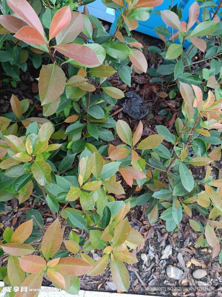 多彩叶片的绿植景观