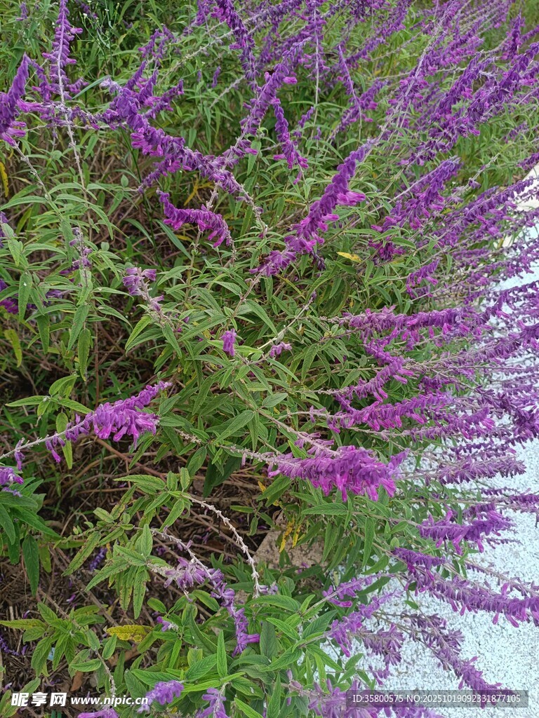 紫色繁茂花草景观