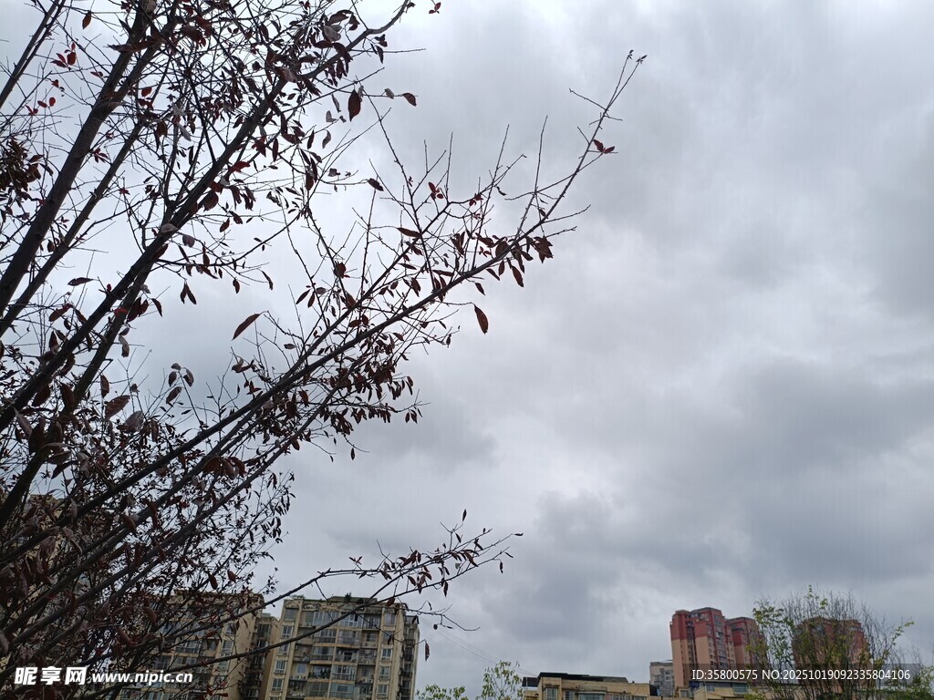 阴天树枝与远处建筑景象