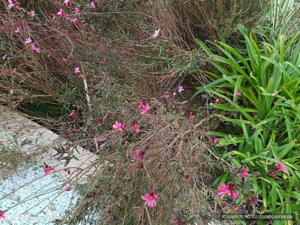 粉色小花点缀绿植间