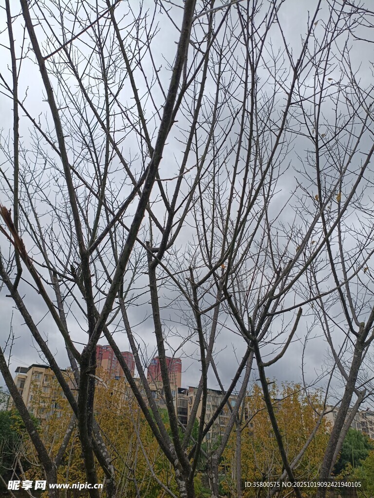冬日枯树与远处建筑景观