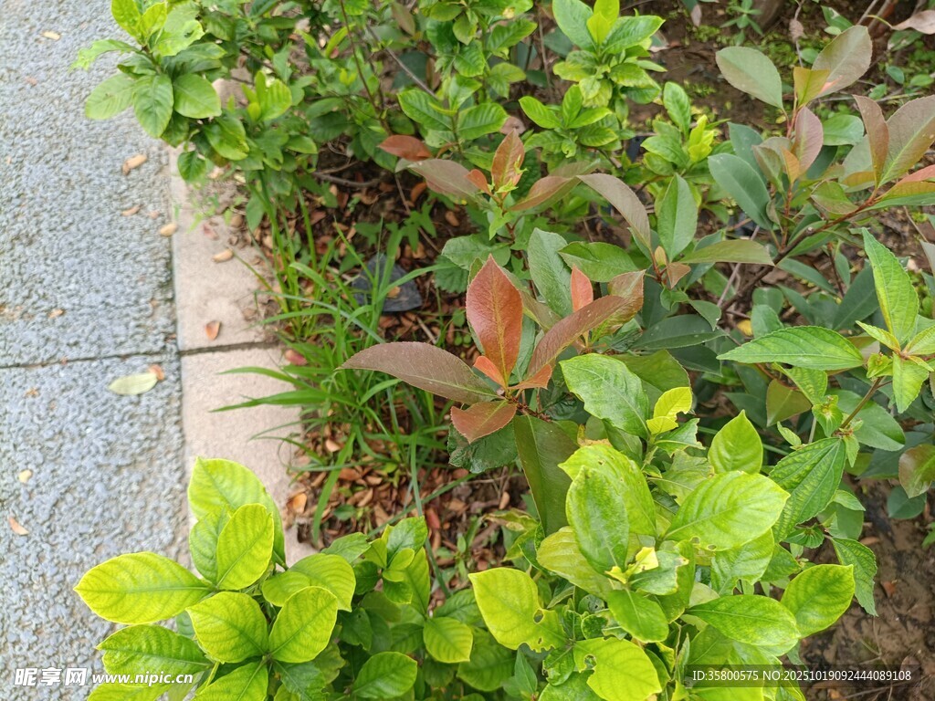 路边多彩绿植景观