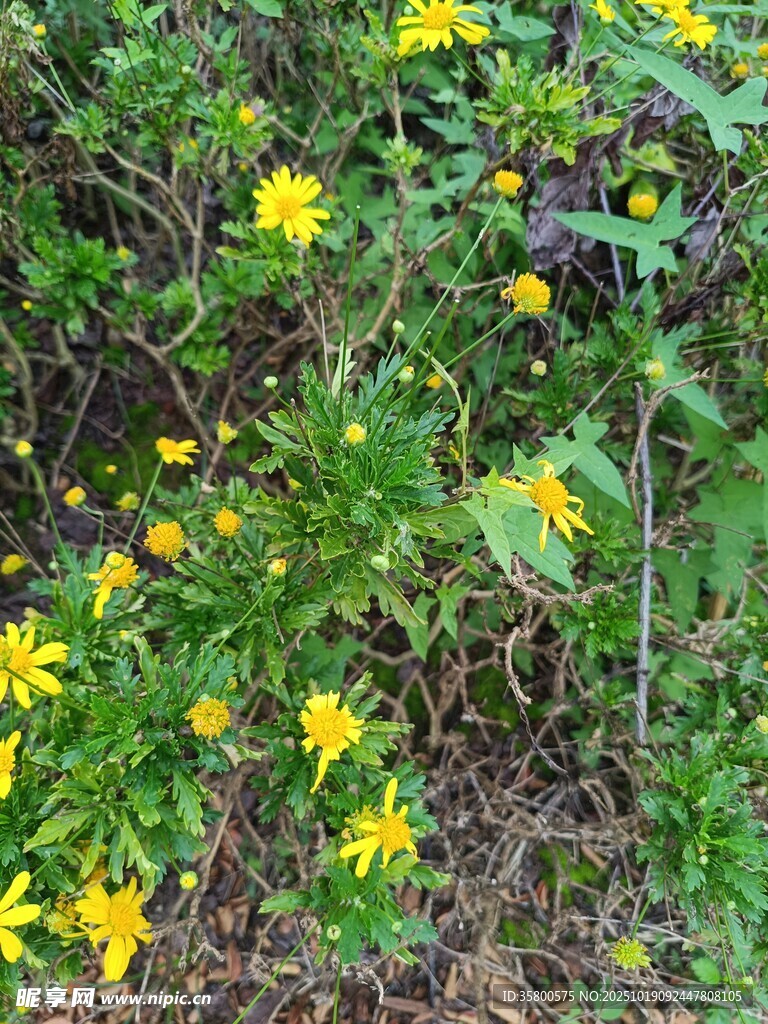 草丛中的黄色小花绽放