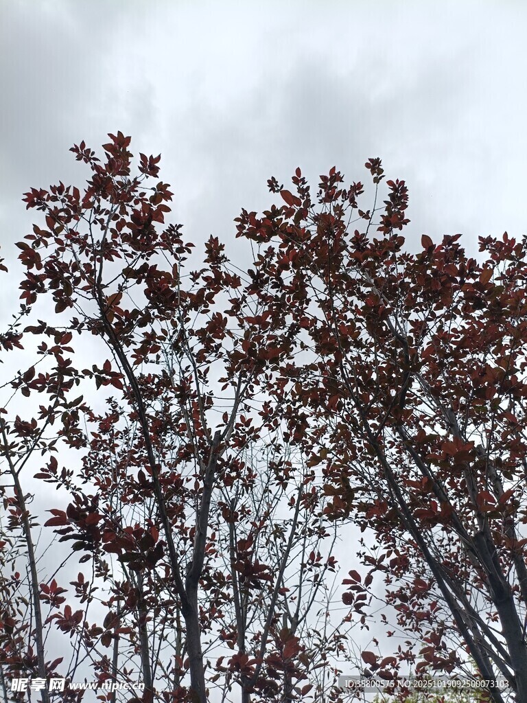 枝头红叶映灰白天空