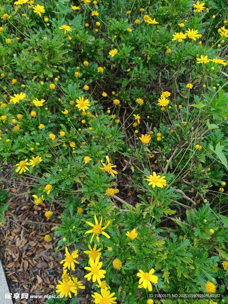 黄色小花丛景观