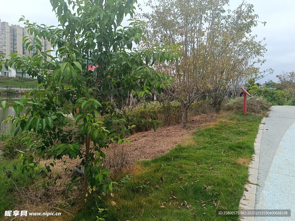路边绿植景观