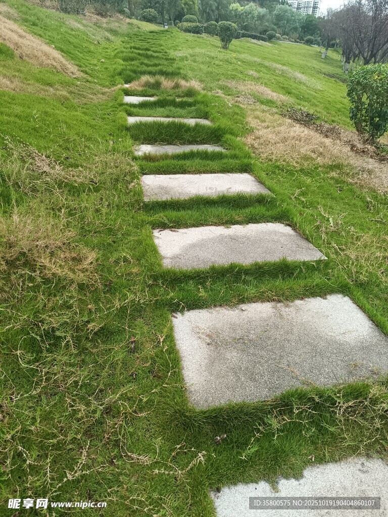 草地中的石板小径