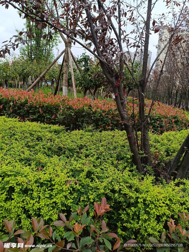 绿意盎然的园林植物景观