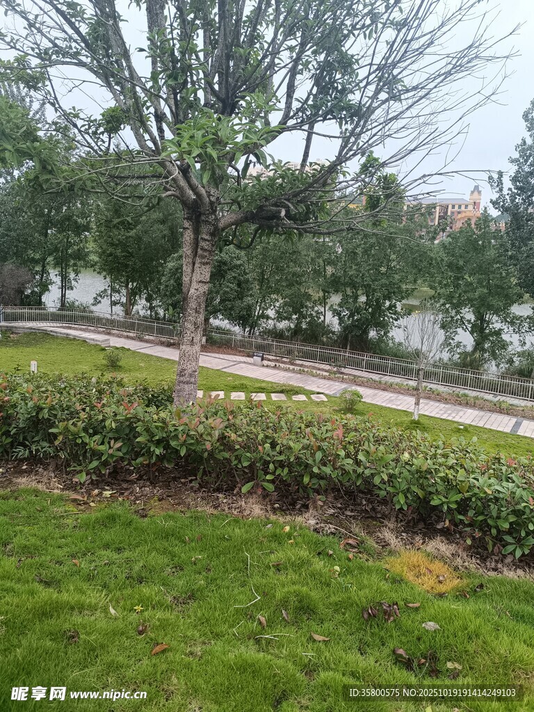 公园绿意盎然的景观角落
