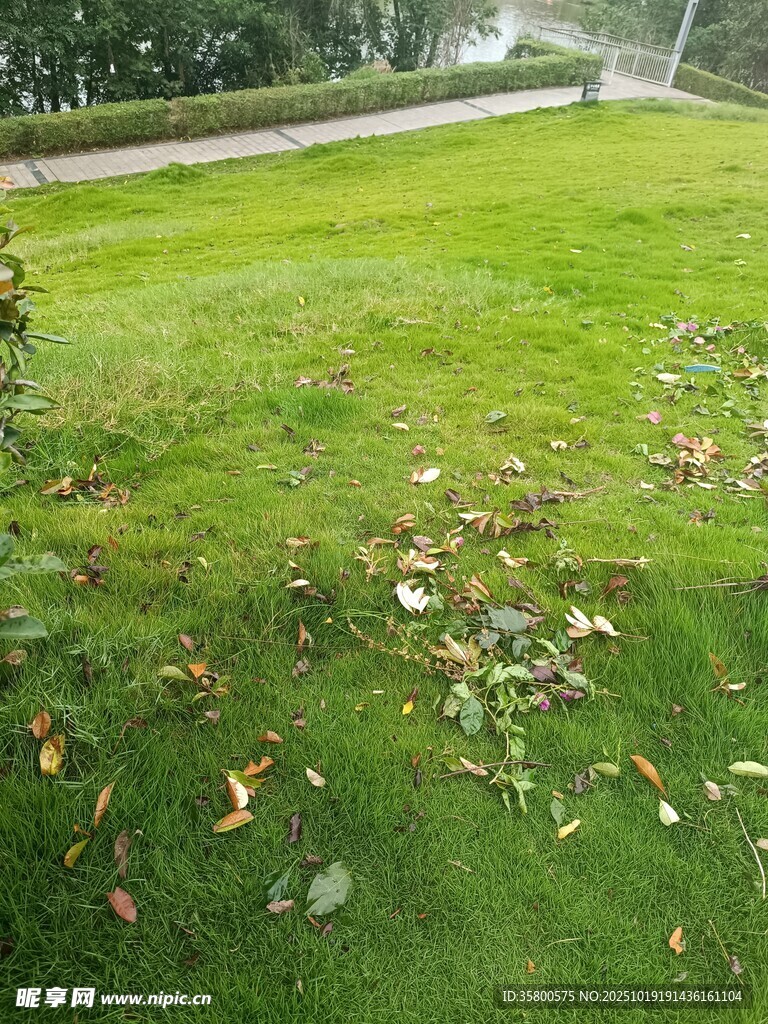 草坪上散落的枯黄树叶