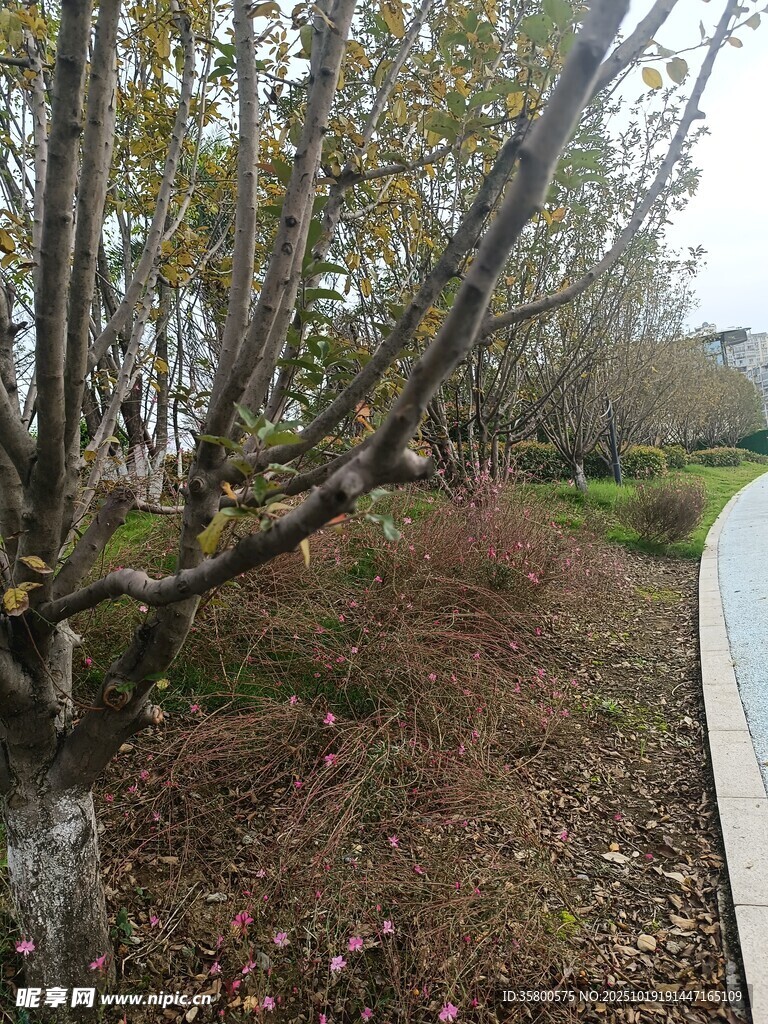 秋日路旁落叶覆枝景象